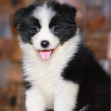 纯种边牧幼犬活体陨石棕色三通七白双血统金边金色边境牧羊犬小狗