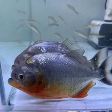 红肚腹鱼苗,亚马逊进口水虎鱼,秘鲁原产热带鱼,观赏鱼,好养耐活