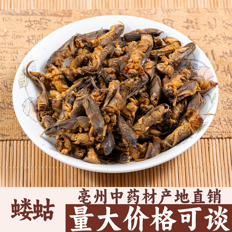 蝼蛄 干蝼蛄 拉蝲蝲蛄 蝼蝈 土狗 亳州中药材批发中草药药食同源