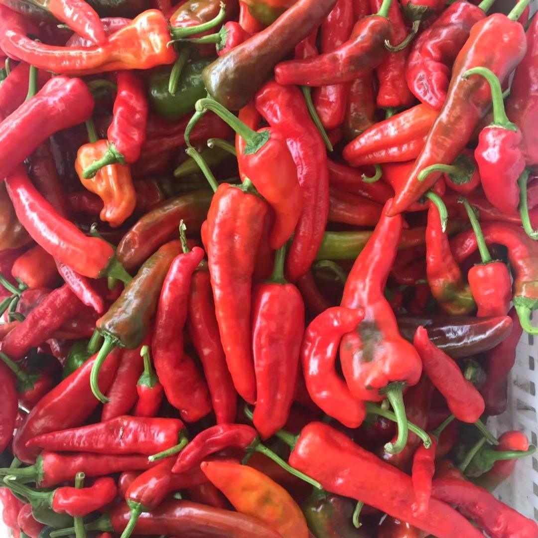 鲜红土辣椒农家老品种小土辣椒红辣椒鲜红辣椒红尖椒做酱剁椒包邮-阿