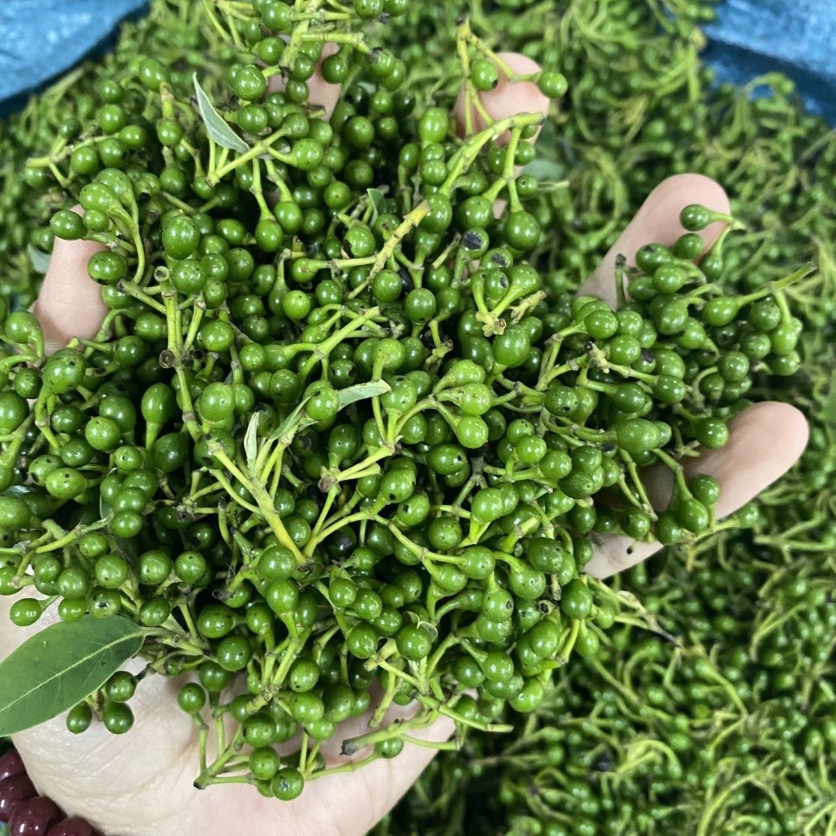 【木姜子山胡椒】湖南新鲜野生木姜子山苍子木香子山姜子干山胡椒