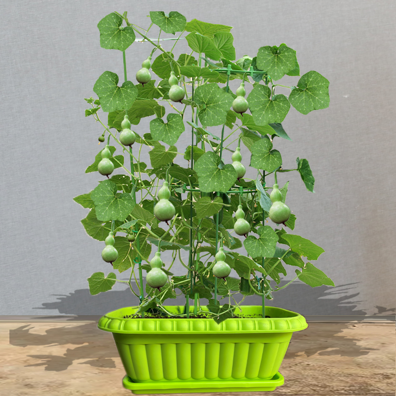 手捻文玩盆栽小葫芦大全巨型特大葫芦籽观赏阳台庭院爬藤-阿里巴巴