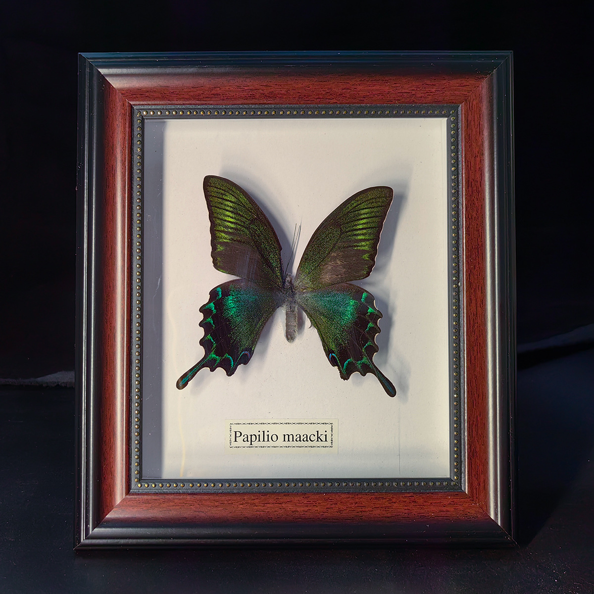 Butterfly Specimens Insect Photo Frame Butterfly Crafts Teaching Collection Decorations Phoenix Butterfly Three-Dimensional Decoration Birthday Gift