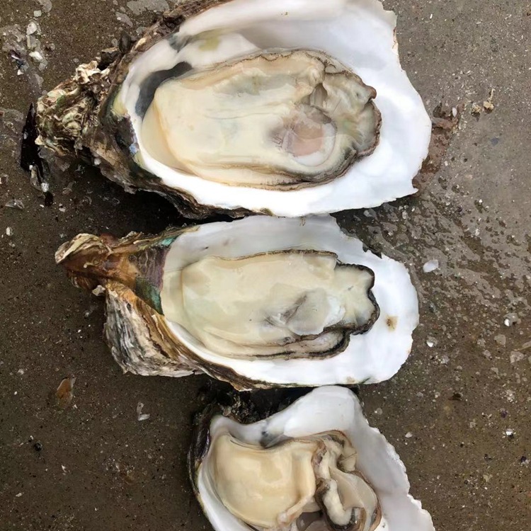 湛江官渡生蚝带壳