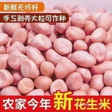 2024年新花生米生新货特级大粒花生仁新鲜5斤粉红皮晒干种子榨油
