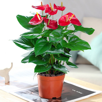 广州鸿运当头绿植红掌盆栽水培花卉绿植室内植物四季开花观赏批发