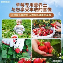 草莓专用营养土瓜果树土壤草莓盆栽种植土阳台有机土肥料批发
