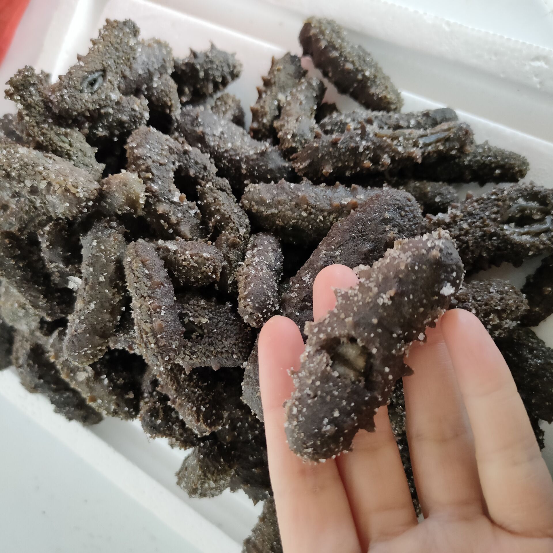 大连大火候半干微残海参盐渍底播海参鲜活一手批发价