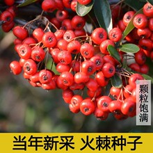 新采火棘种子盆栽花卉沙棘庭院阳台室外植物火把果救军粮花种子