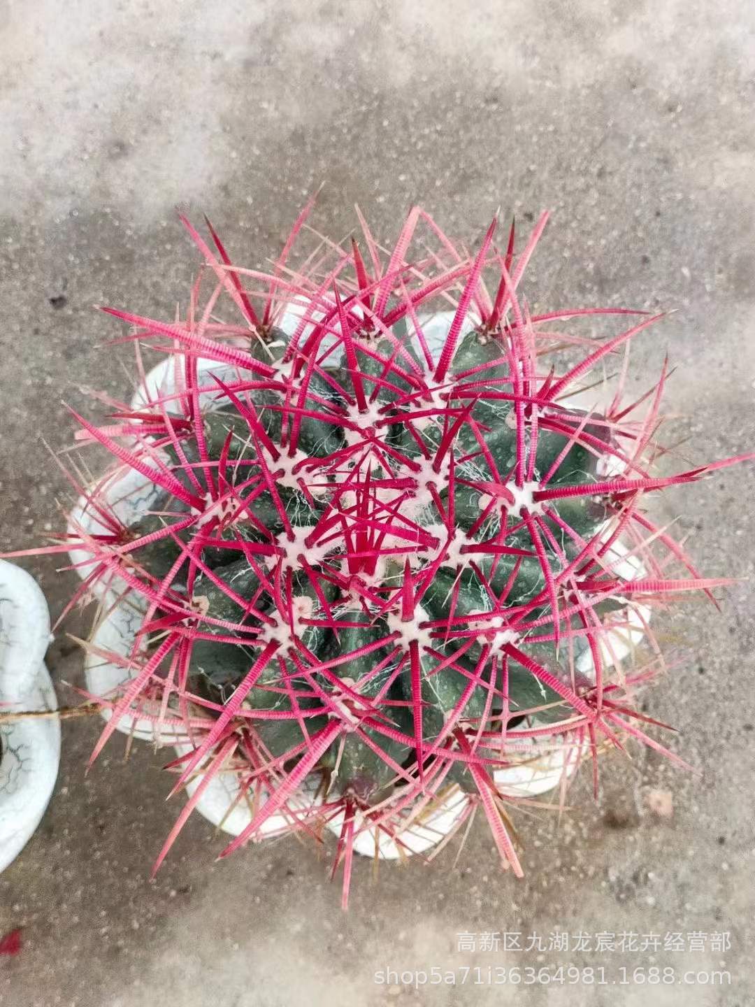 龙宸花卉 稀有红虎仙人球 强刺 景观沙生植物盆栽 仙人球批发