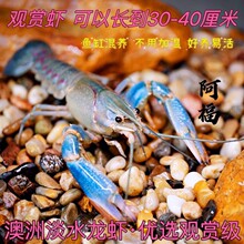 澳洲淡水龙虾鲜活虾鱼缸养殖宠物蓝龙虾鱼塘红鳌鳌虾可食用可观赏