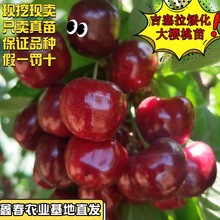 吉塞拉6号12号砧木 基地培育 根系发达 樱桃小苗 吉塞拉扦插苗