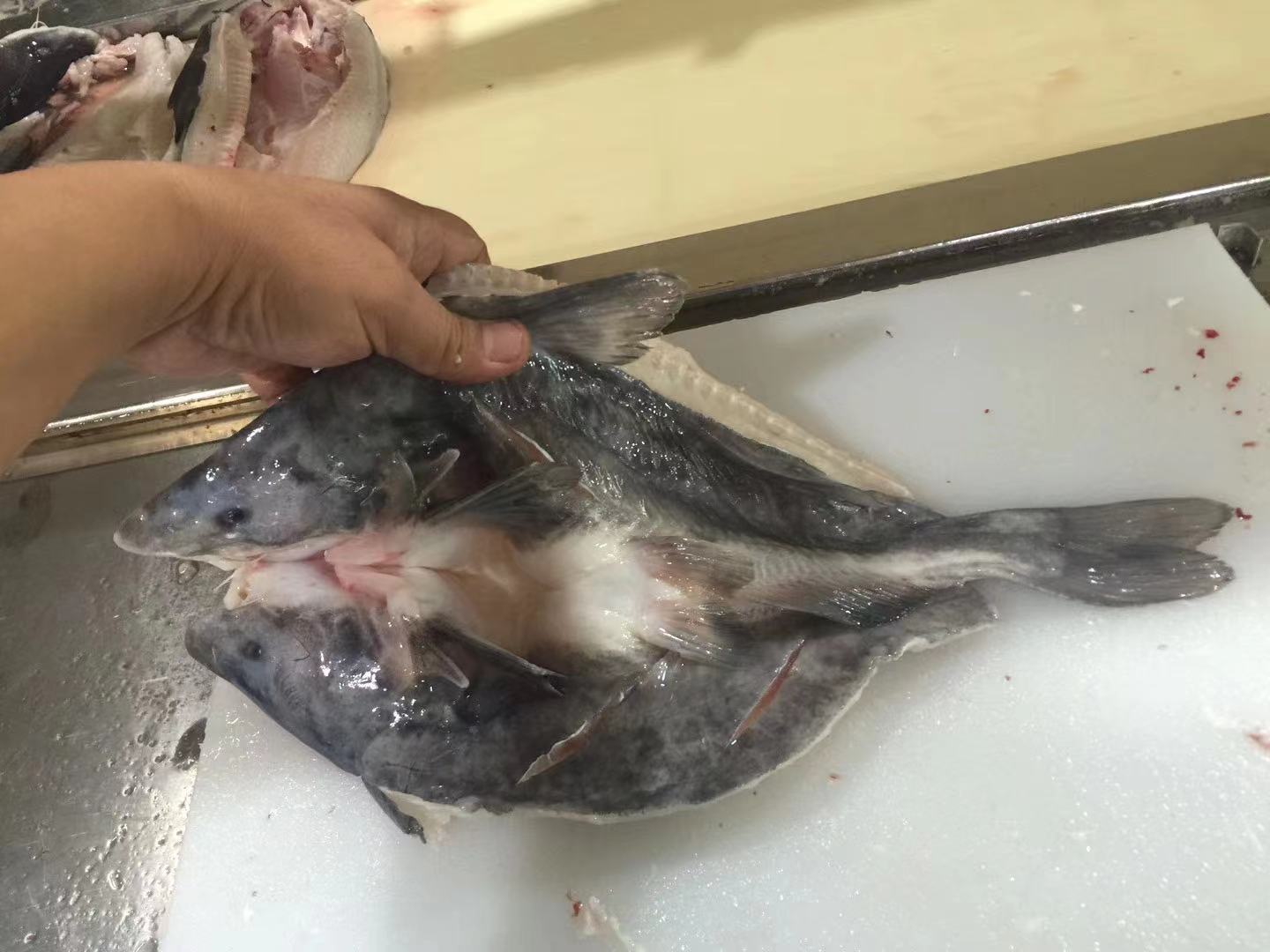 水产批发 鲜货黑鮰鱼 回鱼 鱼勾 肉鲜味美 江团胖头鱼美味鲜嫩