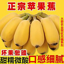 【爆款推荐】广东苹果蕉正宗粉香蕉新鲜当季水果米蕉banana整箱批