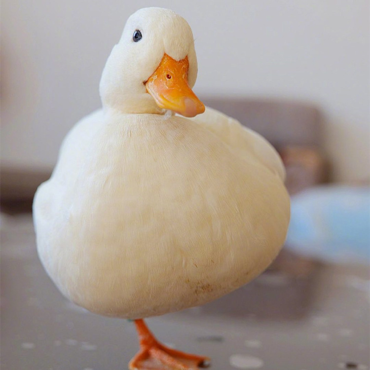 纯种柯尔鸭受精种蛋幼崽活物苗网红宠物鸭科尔鸭子幼仔孵化蛋活体