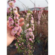 耐寒丛生重瓣小花榆叶梅树苗满天星郁李花苗梅花盆栽地栽绿植麦李