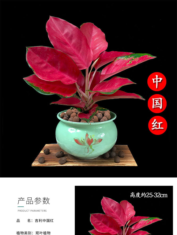 吉利中国红盆栽室内如意皇后花水培植物吉祥如意万年红万年青系列