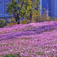 格桑花种子四季种混色七彩波斯菊种子花种子易活开花不断易种花籽