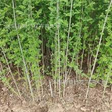 白蜡树苗 速生白蜡树苗 对节白蜡苗盆景白腊树绿化苗木