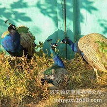 孔雀幼苗小蓝孔雀公母一对家养成年观赏花孔雀活物幼鸟宠物养殖