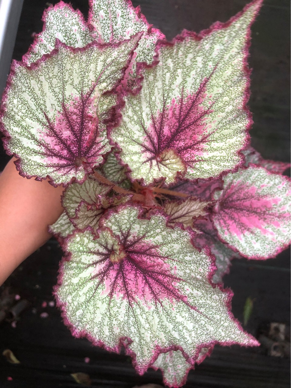 蟆叶秋海棠 彩叶秋海棠 室内盆栽绿植花卉批发