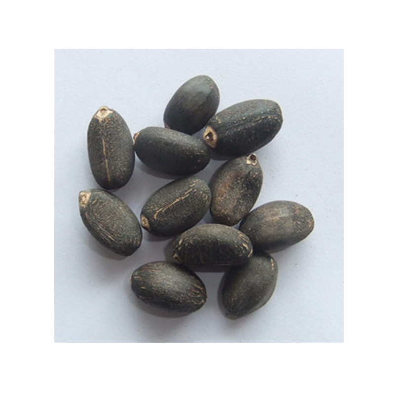 麻树种子苗木种子麻风树种子 桐油树种子能源树柴油树 林木种子