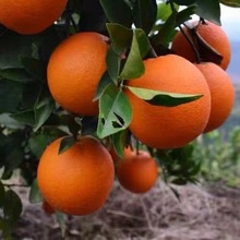 橘子批发大降价甜纽荷尔脐橙手剥橙孕妇当季新鲜水果一件批发跨境