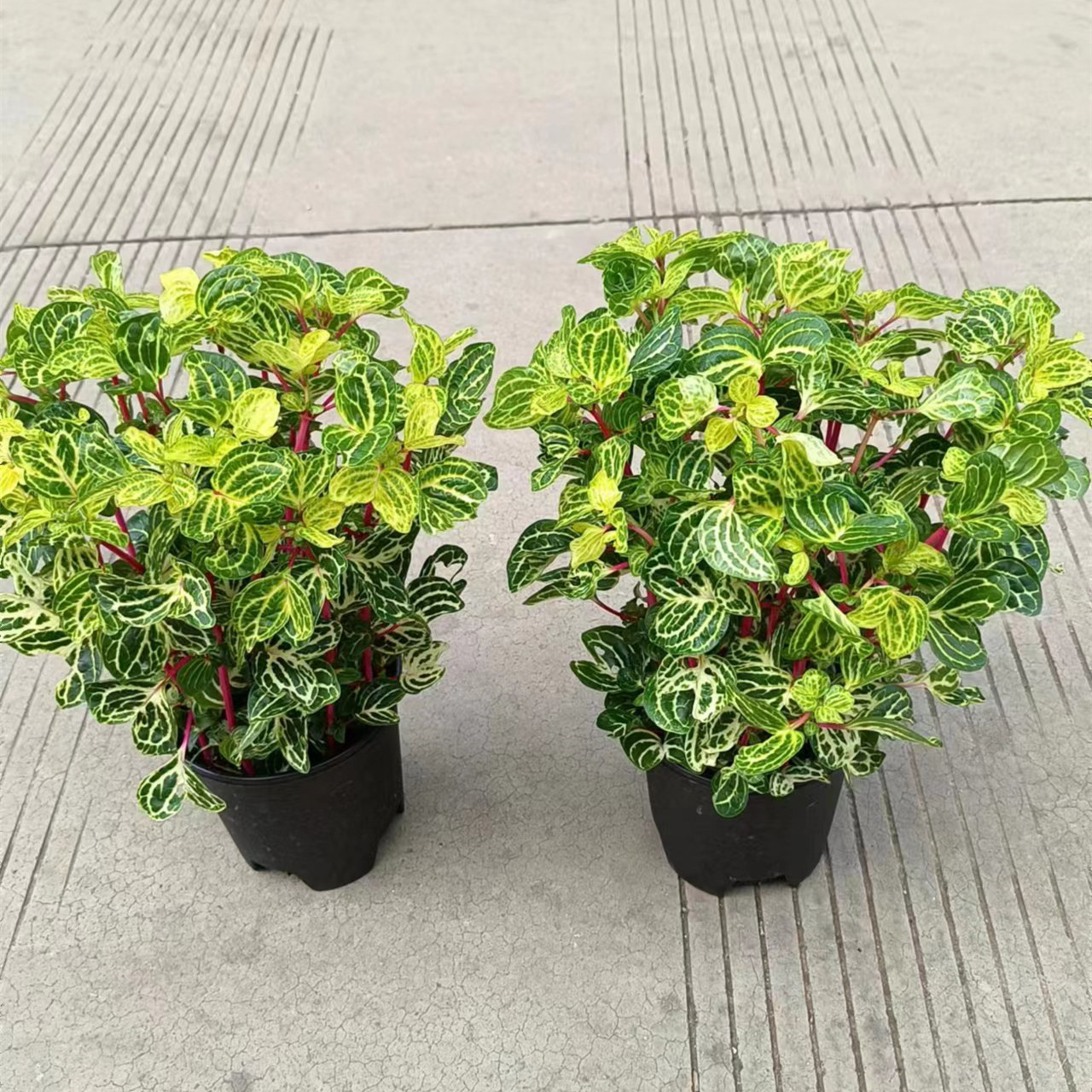 一加仑锦叶血苋盆栽观叶钱多多花卉植物室内客厅桌面阳台绿植血苋