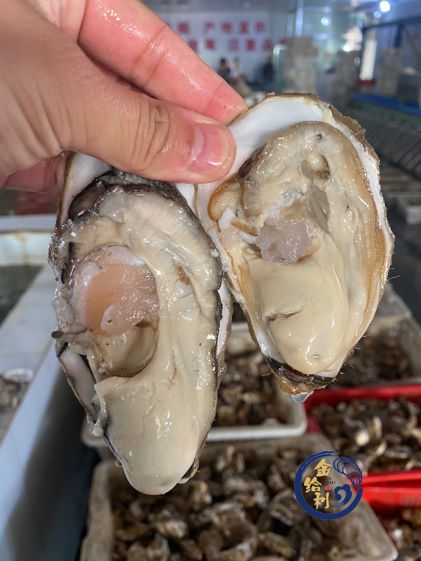 乳山生蚝鲜活三倍体牡蛎新鲜海蛎子肉乳山牡蛎散货3-4两