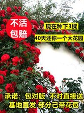 蔷薇花苗藤本月季特大花爬藤植物四季开花卉室外庭院