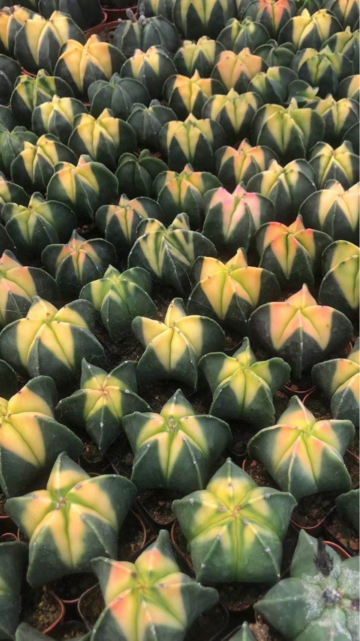 鸾凤玉仙人球药锦