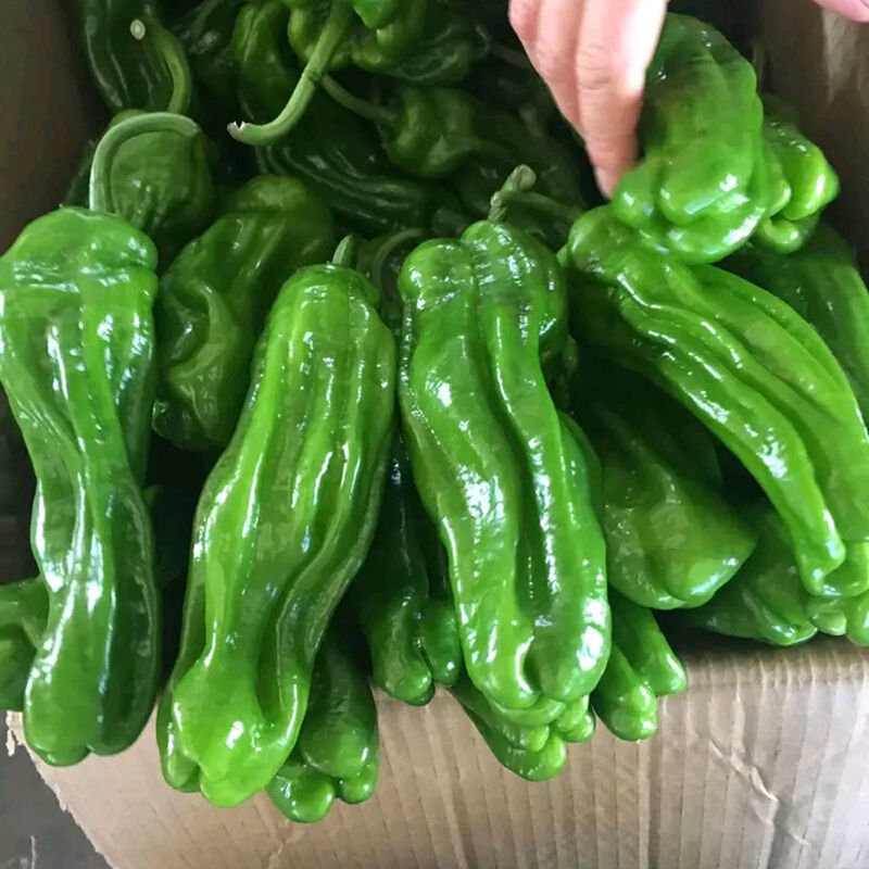 带箱6斤包邮苏北薄皮青椒新鲜青辣椒微辣青椒应季时令蔬菜-阿里巴巴