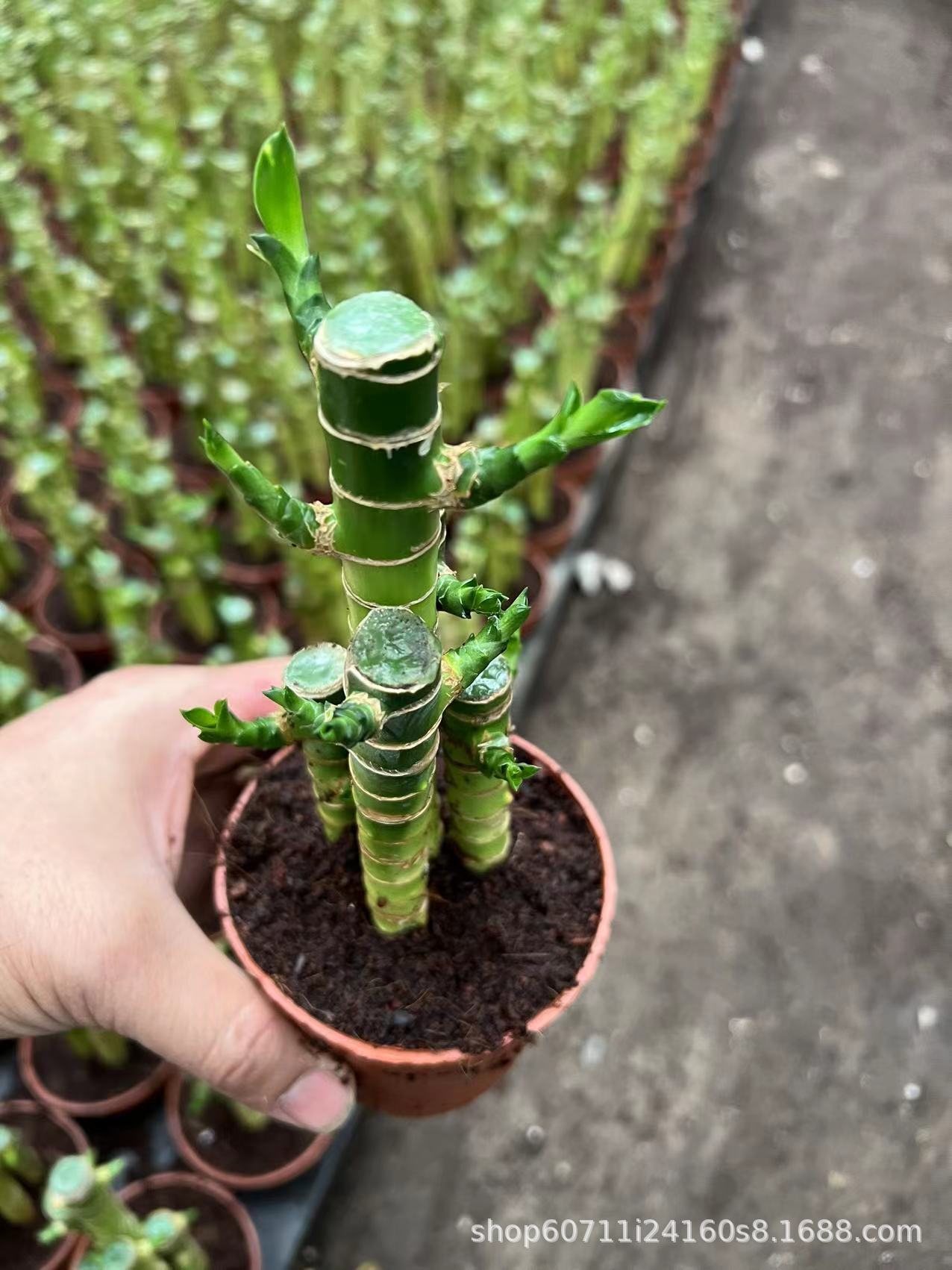 批发观音竹 桌面水培观音竹盆栽 荷花竹绿植莲花富贵竹带盆发货