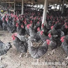 半斤芦花鸡活鸡苗纯种芦花鸡苗活体脱温苗土鸡小鸡幼苗成品母鸡