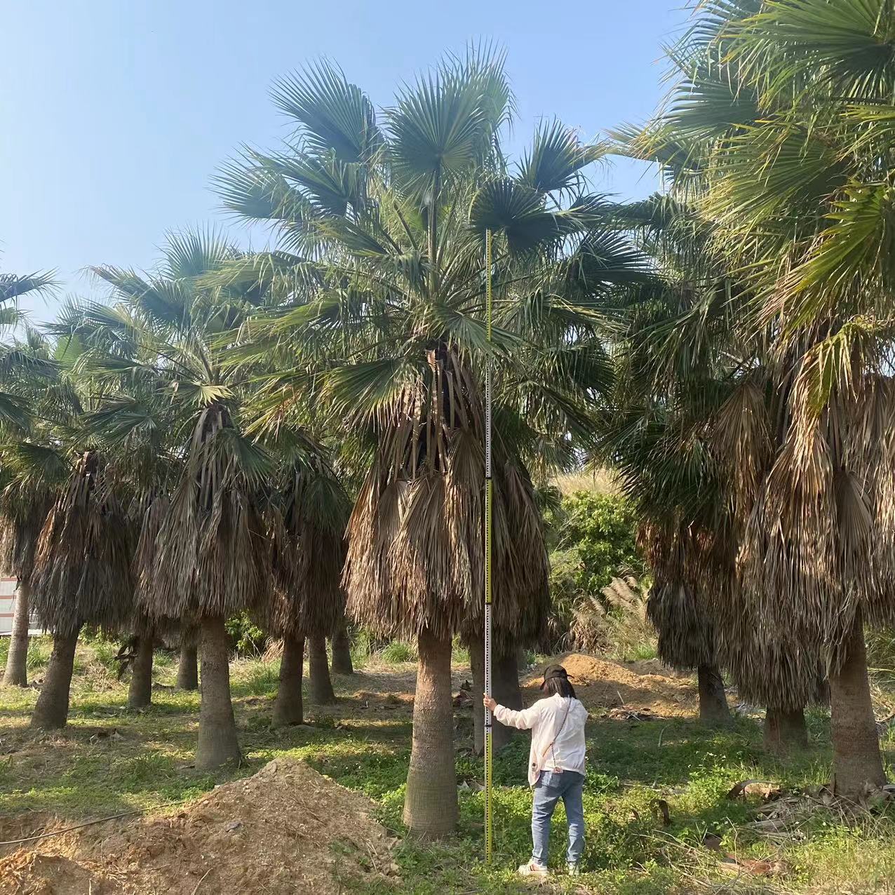 福建棕榈树老人葵移栽价格3米杆4米杆行道树热带植物老人葵华棕