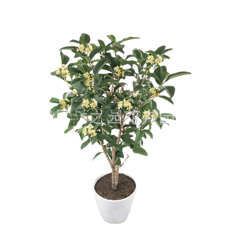 0 kg店长推荐 拍一件联系客服修改价格更多四种桂花[丹桂