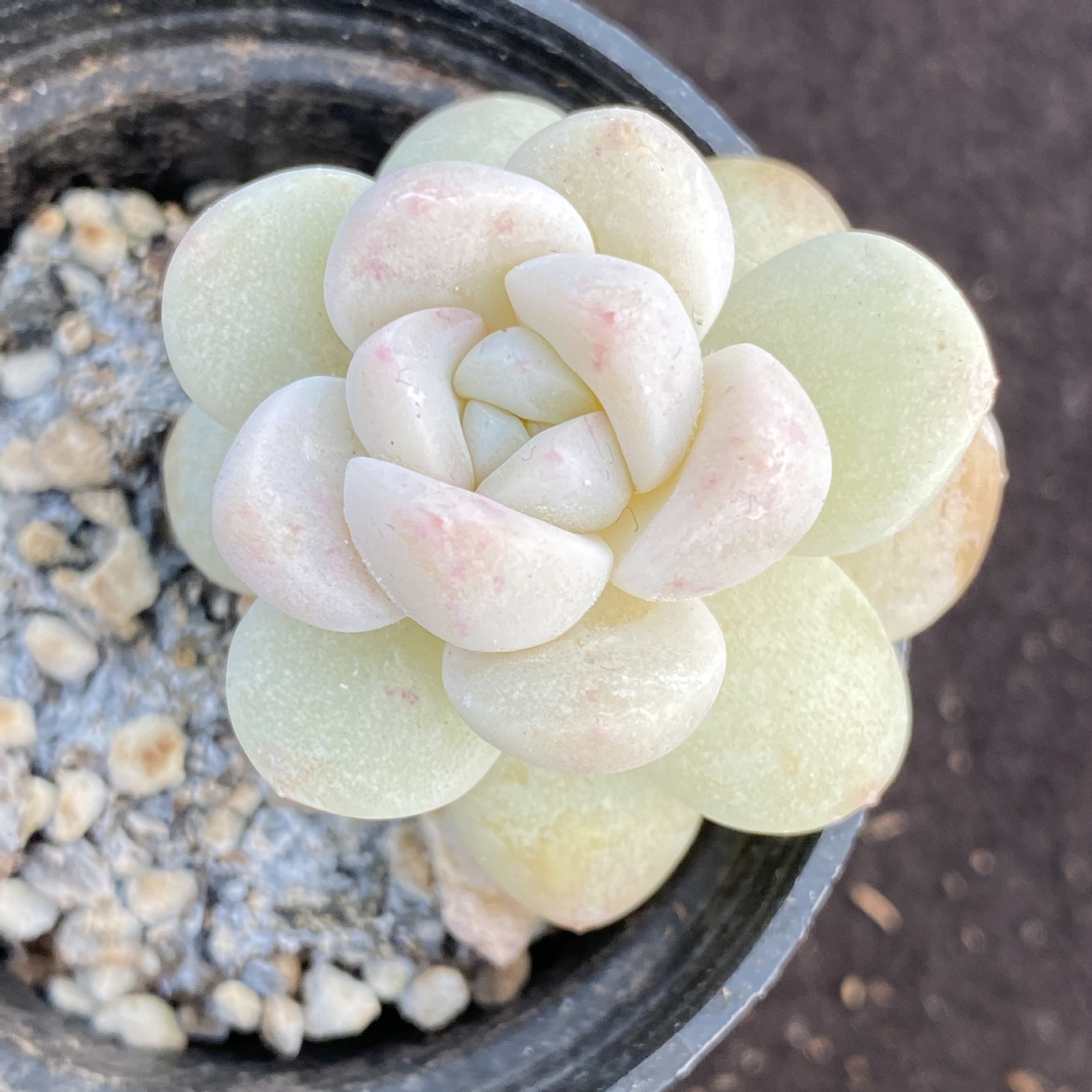 奶油小冰玉 一物一拍 冰玉多肉植物