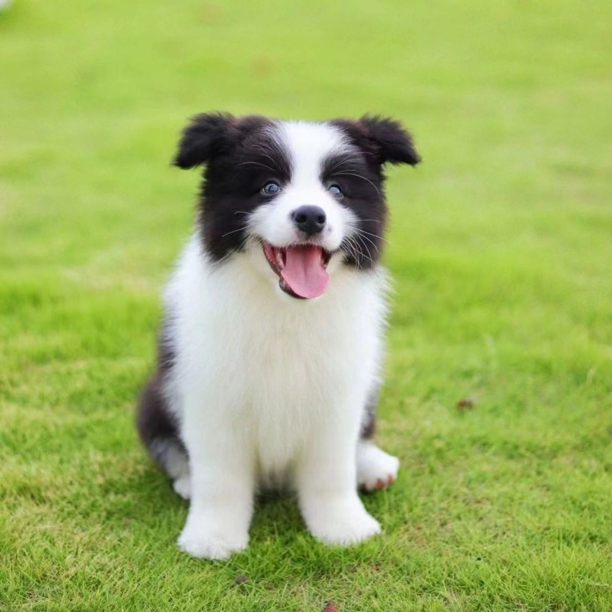 双血统边境牧羊犬幼犬活体纯种边境牧羊犬工作犬三通边牧护卫犬
