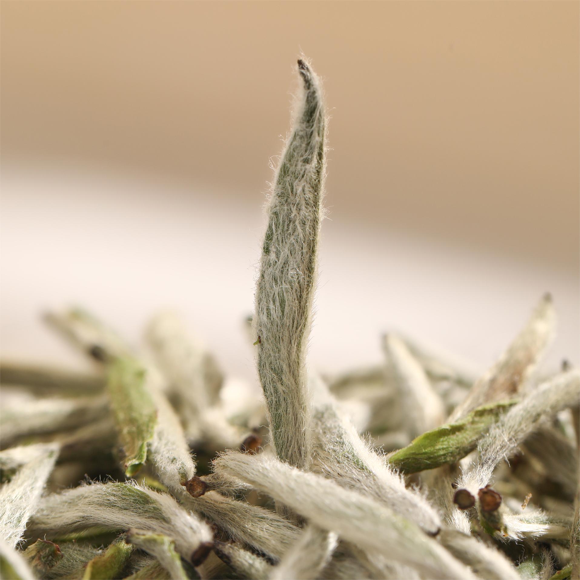福御泰正宗福鼎白茶福之贡眉特级小菜茶松压太姥山特级贡眉茶饼