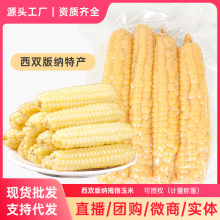 云南西双版纳拇指玉米早餐代餐傣家新鲜香糯粗粮500g/袋批发直销