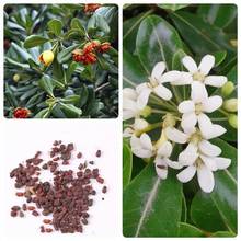 林木种子海桐种子海桐花山矾七里香种子宝珠香山瑞香种子绿化种籽