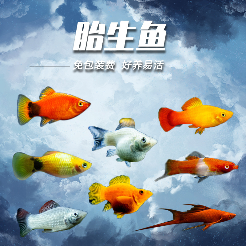 金皮球玛丽球鱼观赏鱼小型胎生鱼热带鱼孔雀鱼米奇鱼黑尾月光红剑