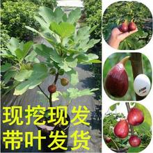 无花果树苗盆栽地栽无花果 南方北方种植无花果当年结果