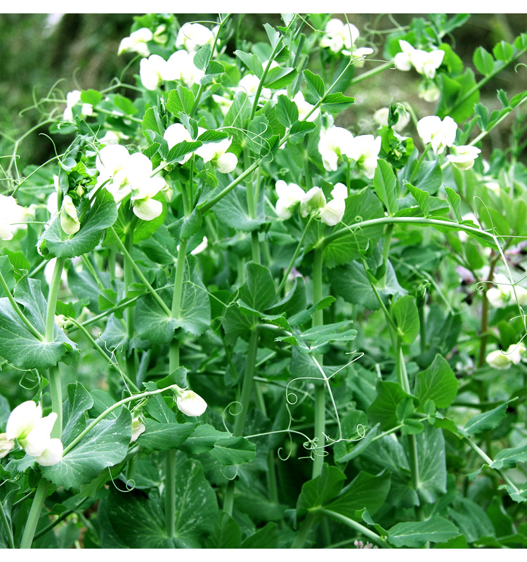 厂家直供豌豆苗种子四季室内阳台盆栽豆苗种籽豌豆尖芽苗菜菜籽种