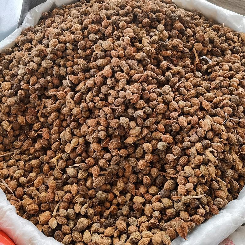 批发现货 益智仁 广东益智仁 益智仁米 小砂仁 中药材香料实体店