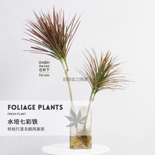 水培好养马尾铁千年木盆栽绿植物七彩铁三色龙血树网红竹办公室内