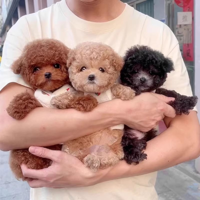 纯种泰迪幼犬活体茶杯犬长不大贵宾犬泰迪家养长不大泰迪宠物狗