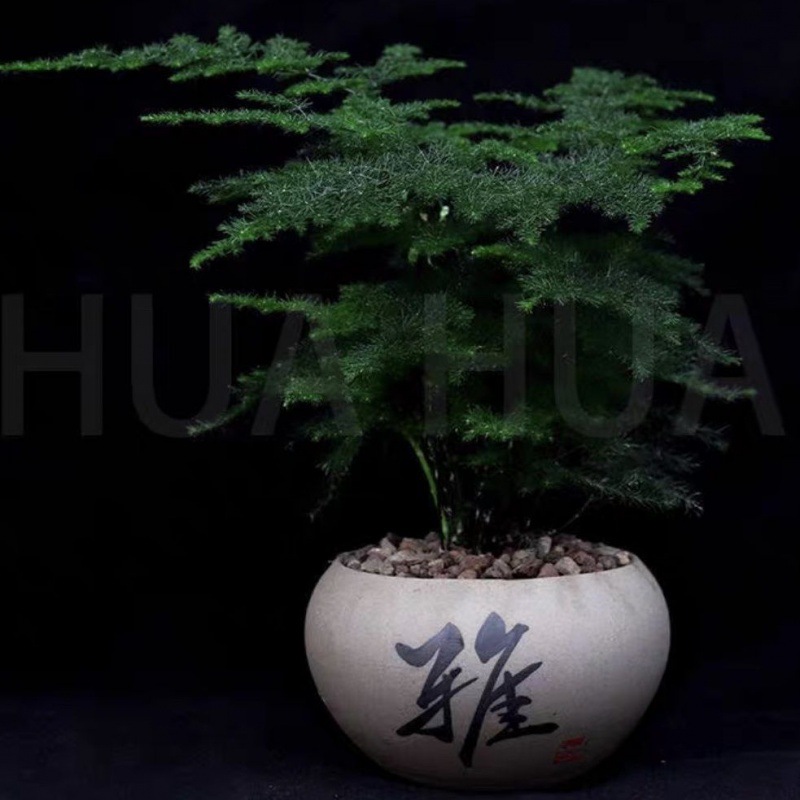 文竹室内小盆栽易活好养办公室绿植书桌面植物净化空气甲醛-阿里巴巴