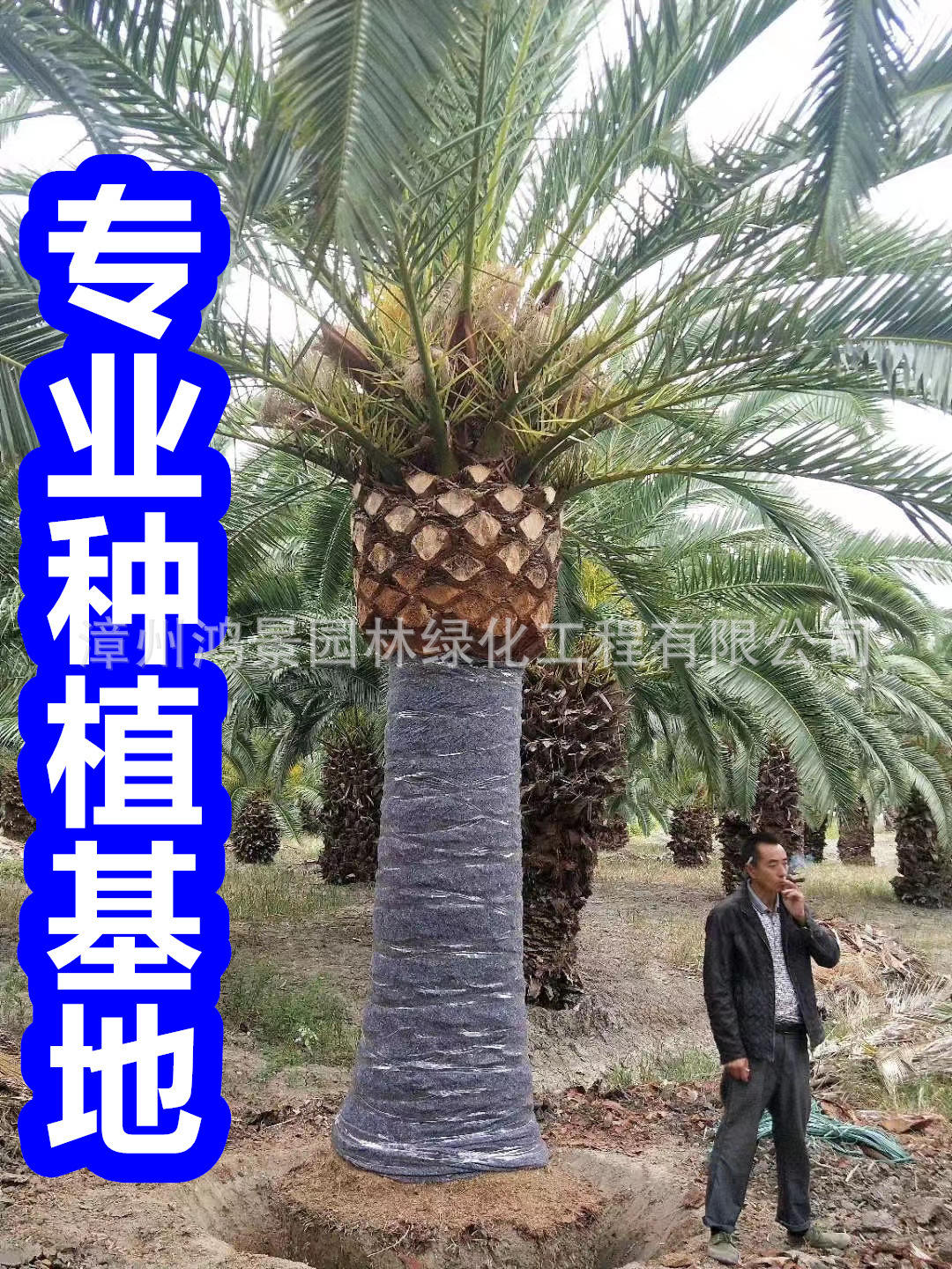 福建加拿利海枣价格加拿利海枣树批发海枣头基地园林景观工程