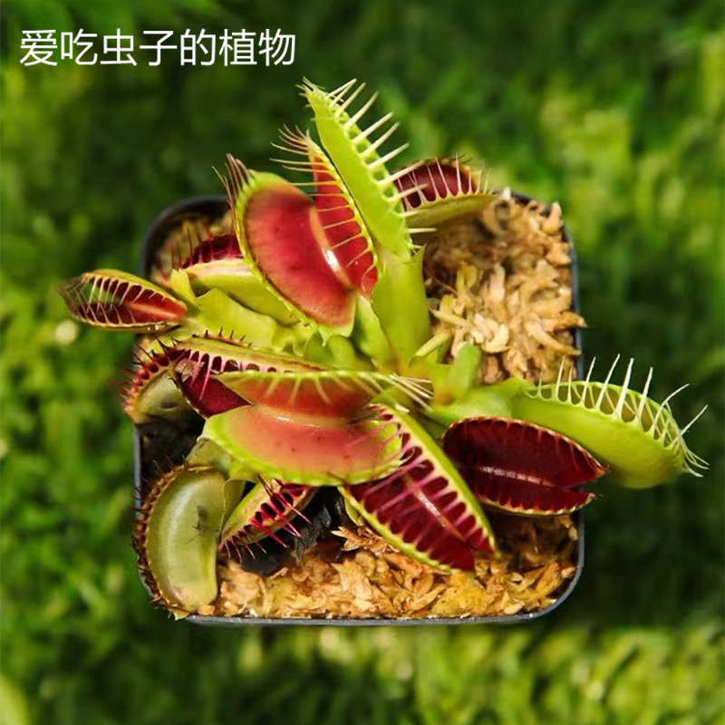捕蝇草盆栽猪笼草食虫食人花卉水培植物茅膏菜驱蚊绿植捕虫草 图片